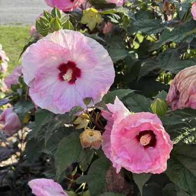 Hibiscus Summerific&reg; Spinderella