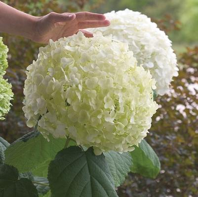 Hydrangea arborescens Incrediball&reg;