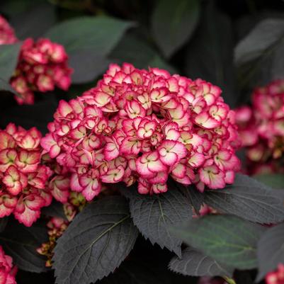 Hydrangea macrophylla Eclipse&reg;