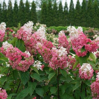 Hydrangea paniculata Pinky Winky Prime&reg;