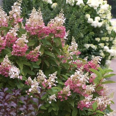 Hydrangea paniculata Pinky Winky&reg;