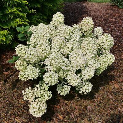 Hydrangea paniculata Tiny Quick Fire&reg;