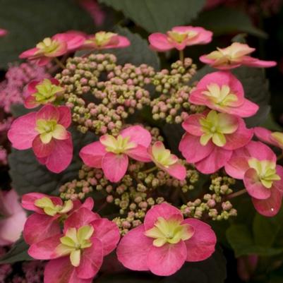 Hydrangea serrata Tuff Stuff&trade;