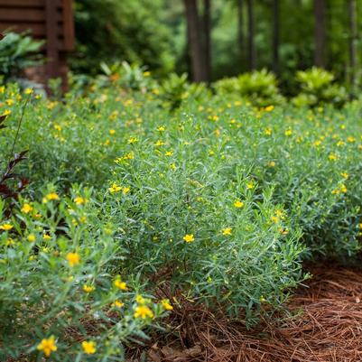 Hypericum kalmianum Cobalt-n-Gold&trade;