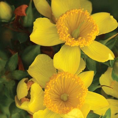 Hypericum kalmianum Sunny Boulevard&reg;