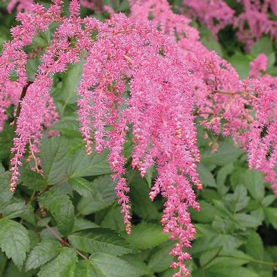 Astilbe x thunbergii Ostrich Plume(Straussenfeder)