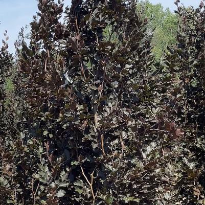 Fagus sylvatica Dawyck Purple
