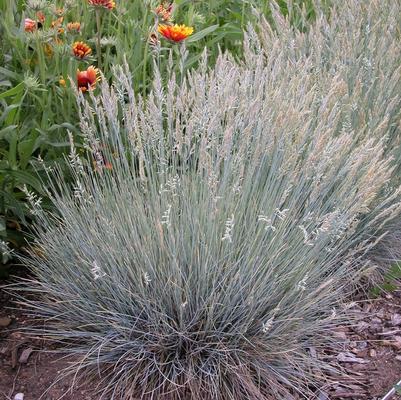 Festuca glauca Boulder Blue