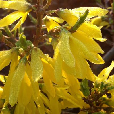 Forsythia x intermedia Gold Tide&reg;