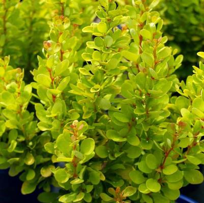 Berberis thunbergii Golden Rocket