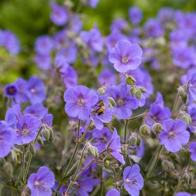 Geranium pratense Boom Chocolatta