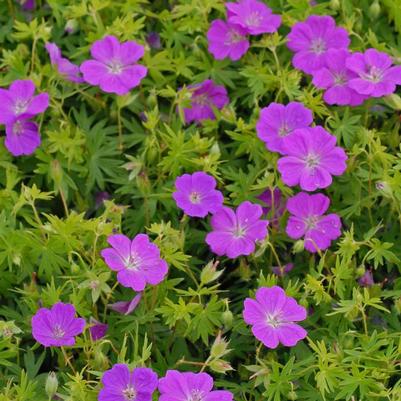 Geranium sanguineum New Hampshire Purple
