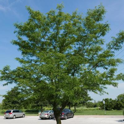 Gleditsia triacanthos var. inermis Skyline&reg;