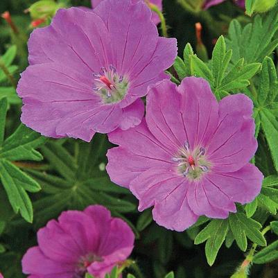 Geranium sanguineum Max Frei