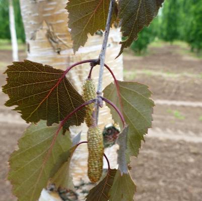 Betula Royal Frost&reg;