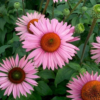 Echinacea purpurea Prairie Pillars&trade; Ruby Giant