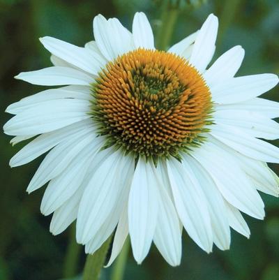 Echinacea purpurea Prairie Pillars&trade; Fragrant Angel