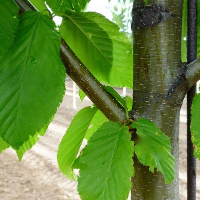 Betula alleghaniensis 