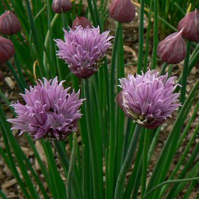 Allium schoenoprasum 