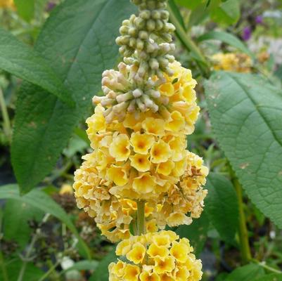 Buddleia x weyeriana Honeycomb
