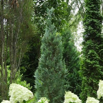 Chamaecyparis lawsoniana Pinpoint&reg; Blue