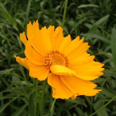 Coreopsis lanceolata 