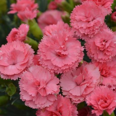 Dianthus Fruit Punch&reg; Classic Coral