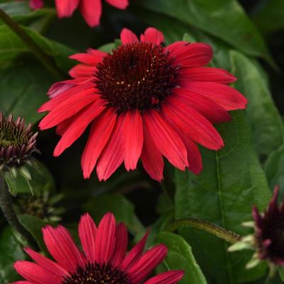 Echinacea purpurea Sombrero Poco&trade; Red