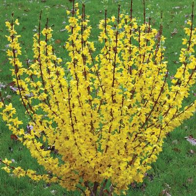 Forsythia x intermedia Show Off&reg;