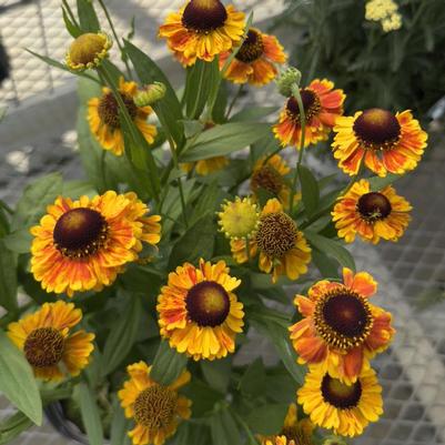 Helenium Mardi Gras