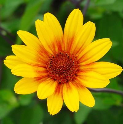 Heliopsis helianthoides var. scabra Summer Nights