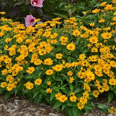 Heliopsis helianthoides Tuscan Sun