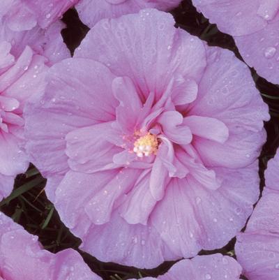 Hibiscus syriacus Lavender Chiffon&reg;