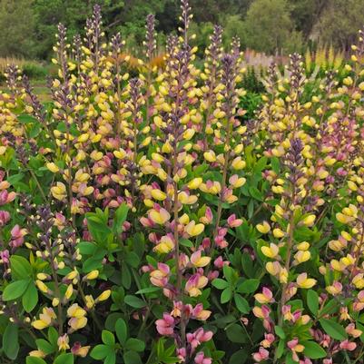 Baptisia Decadence&reg; Deluxe Pink Lemonade