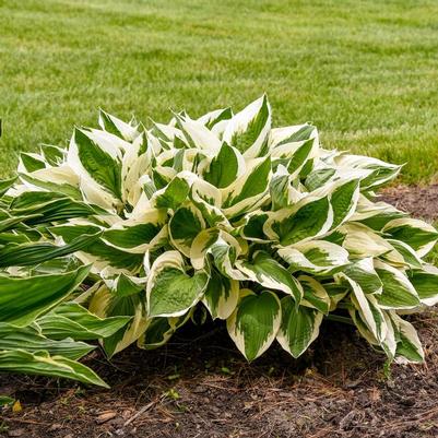Hosta Patriot
