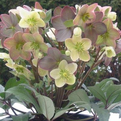 Helleborus x ericsmithii Winter Magic&trade; Candy Love
