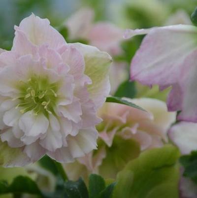 Helleborus Wedding Party&reg; Flower Girl