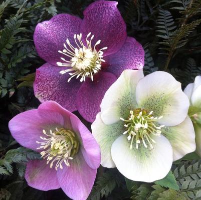Helleborus orientalis Royal Heritage&trade;