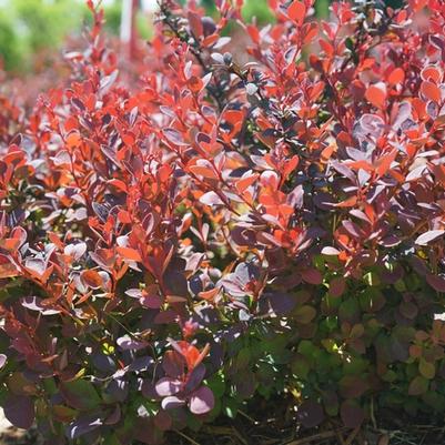 Berberis thunbergii Sunjoy Mini Maroon&reg;