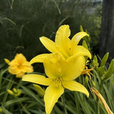 Hemerocallis Hyperion