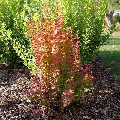 Berberis thunbergii Sunjoy Orange Pillar&reg;