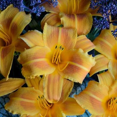 Hemerocallis Rocket City