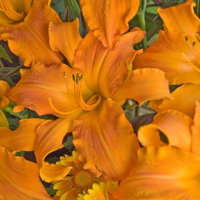 Hemerocallis Rainbow Rhythm&reg; Primal Scream
