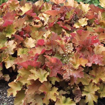 Heuchera Caramel