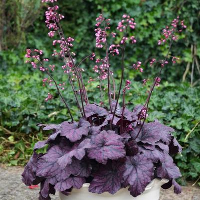 Heuchera Electric Plum