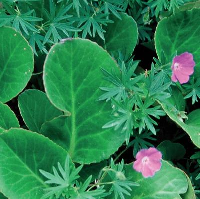 Bergenia cordifolia Winterglut (Winter Glow)