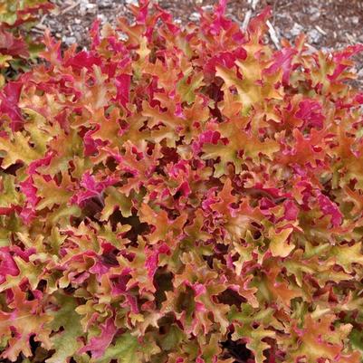 Heuchera Marmalade&trade;
