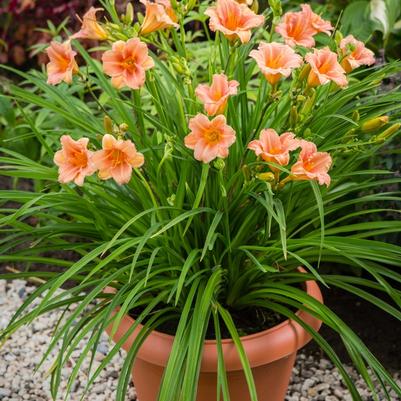 Hemerocallis EveryDaylily&reg; Pink Wing