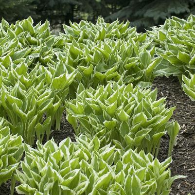 Hosta undulata Albo-marginata