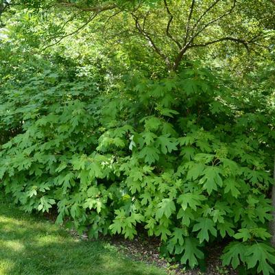 Hydrangea quercifolia 